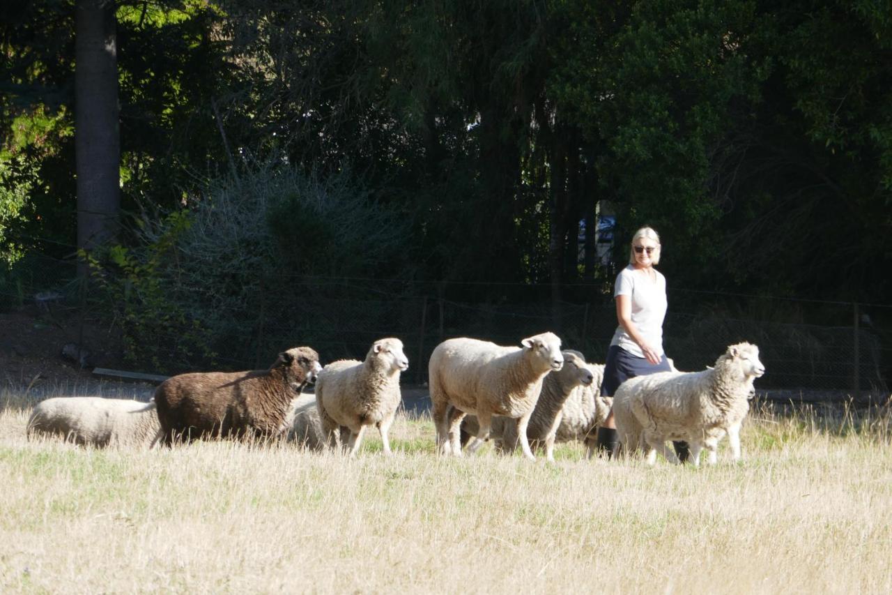 Karetu Downs Farm Stay Hawarden Buitenkant foto