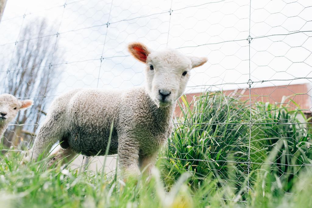 Karetu Downs Farm Stay Hawarden Buitenkant foto