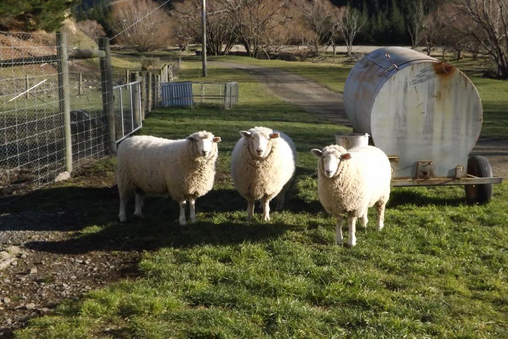 Karetu Downs Farm Stay Hawarden Buitenkant foto